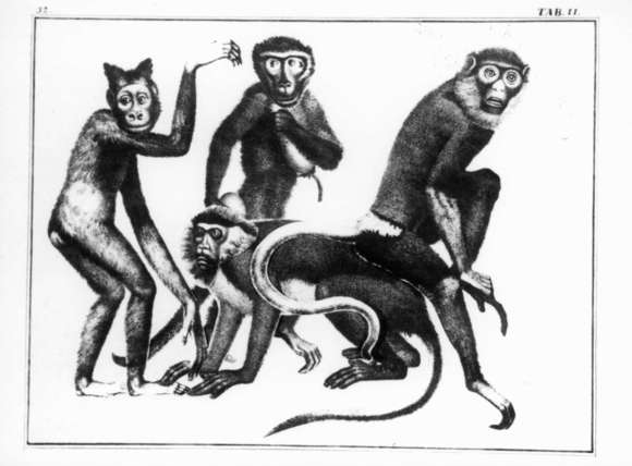 자연의 역사 Historia Naturae