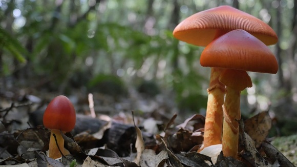 버섯의 건축 Architecture of Mushroom