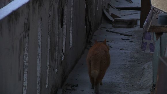 시력교정 불청객 나비	Cat and Sky